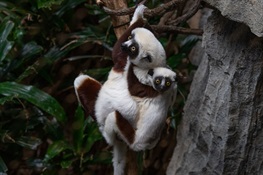Coquerel’s Sifaka Baby Makes Debut at Bronx Zoo